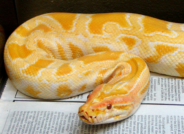 Female Albino