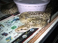Granite Burmese