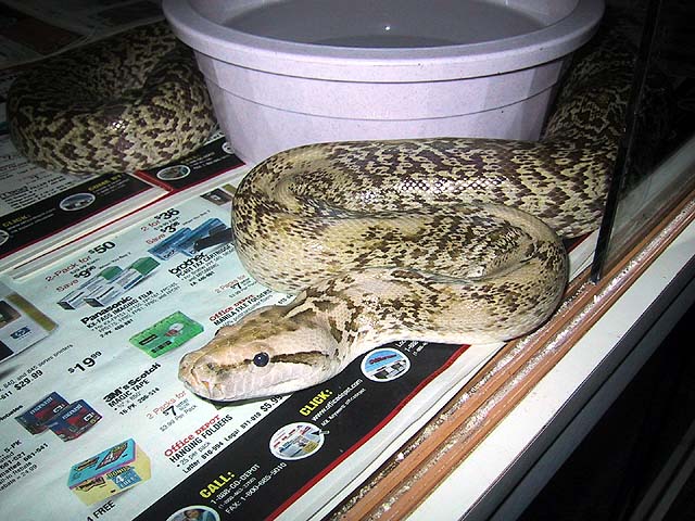 Granite Burmese