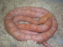 Bubblegum Ratsnake adult female