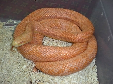 Bubblegum Ratsnake adult male