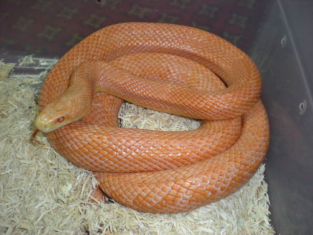 Bubblegum Ratsnake adult male