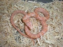 Baby female Bubblegum Ratsnake