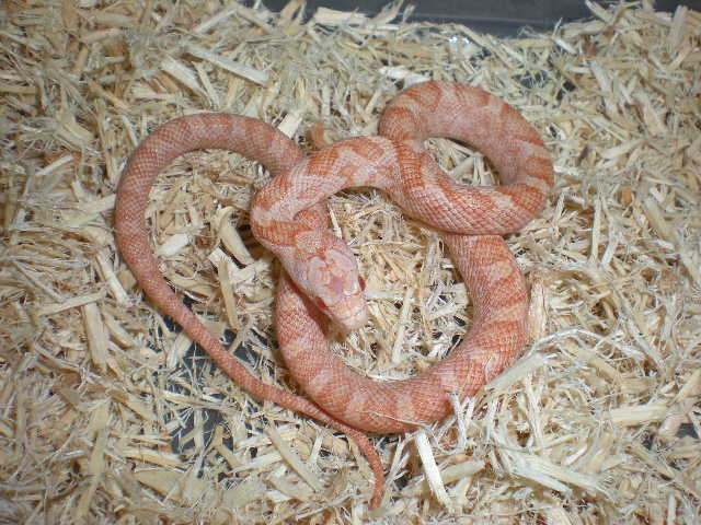 Baby female Bubblegum Ratsnake