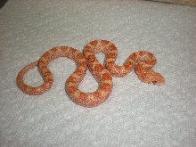 Baby male Bubblegum Ratsnake