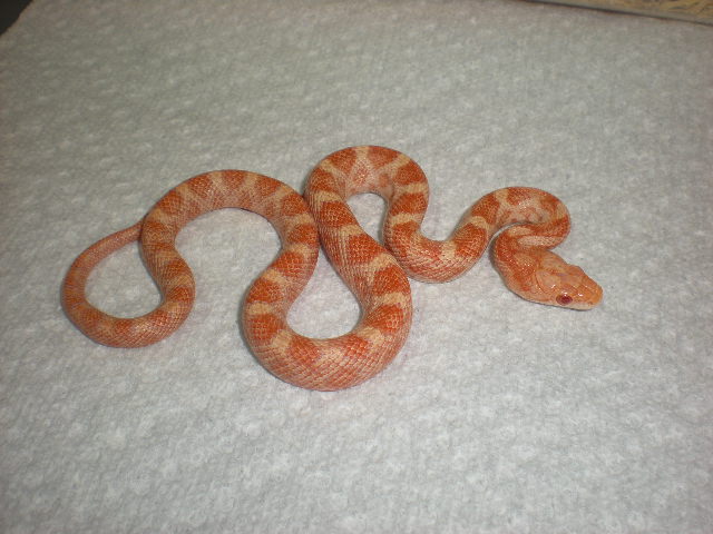 Baby male Bubblegum Ratsnake