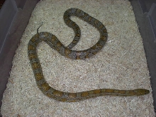 Caramel adult female