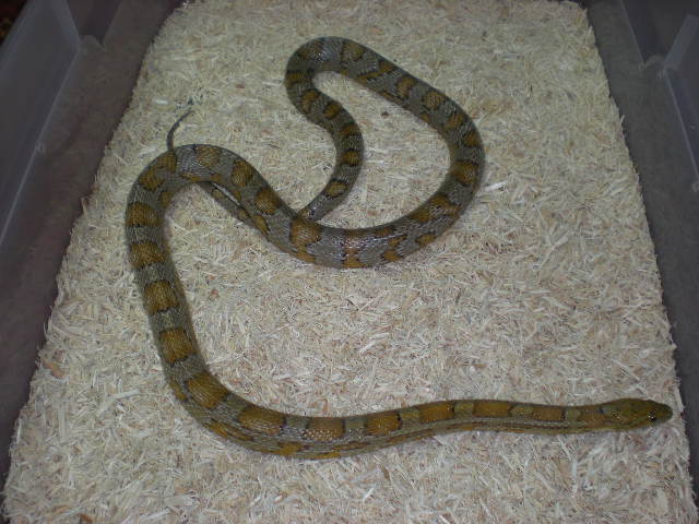 Caramel adult female