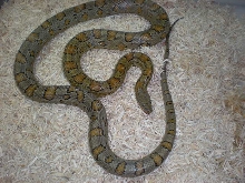 Caramel adult male