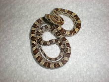 Caramel baby female