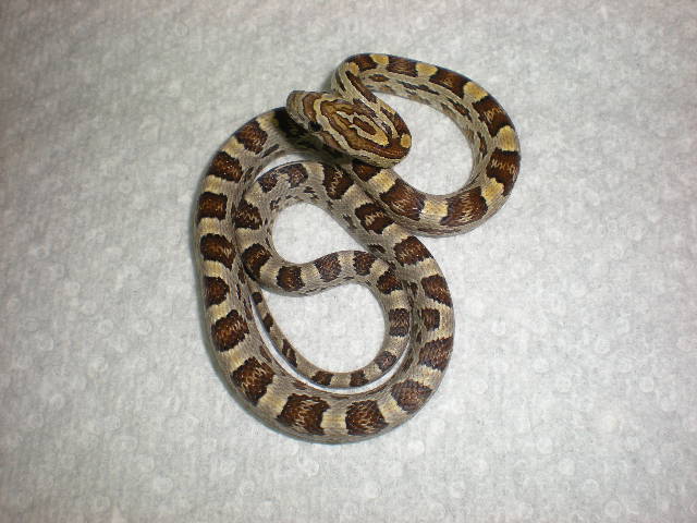 Caramel baby female