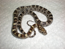 Caramel baby male