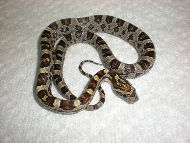 Caramel baby male