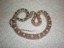 Ghost motley baby male