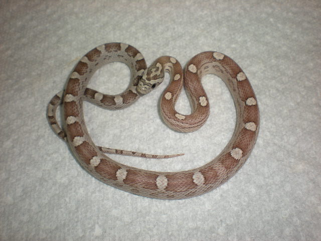 Ghost motley baby male