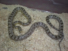 Ghost adult female