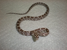 Ghost baby male