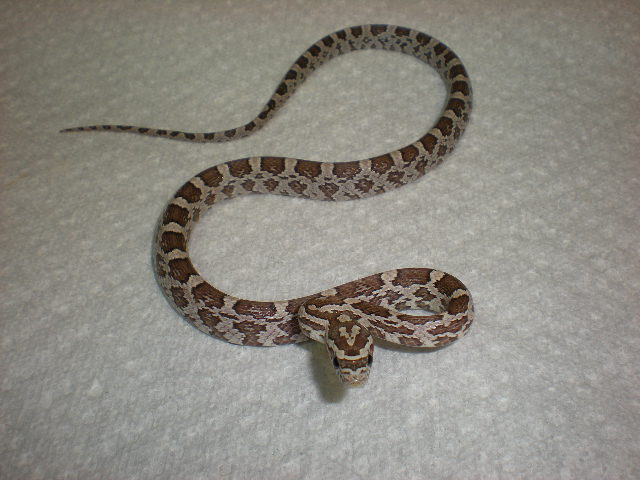 Ghost baby male