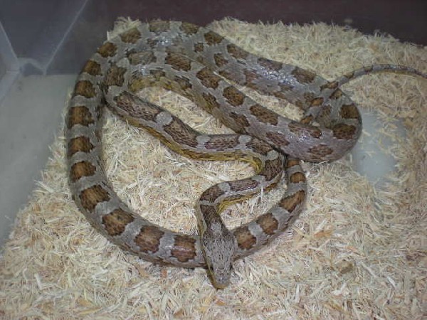 kingsnake.com photo gallery > Corn Snakes > Ghost adult male