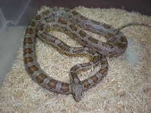 Ghost adult male