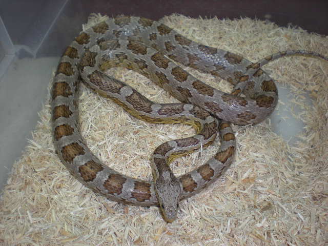 Ghost adult male