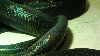 tail