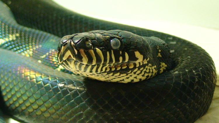 he