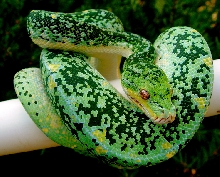 cp