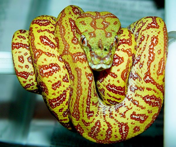 cxj