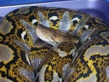 11' male Yellow-head Retic
