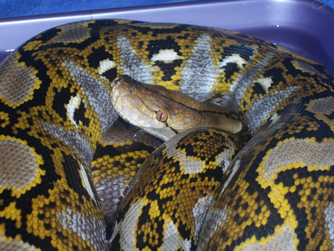 11' male Yellow-head Retic