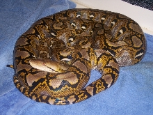 11' male Yellow-head Retic (2)