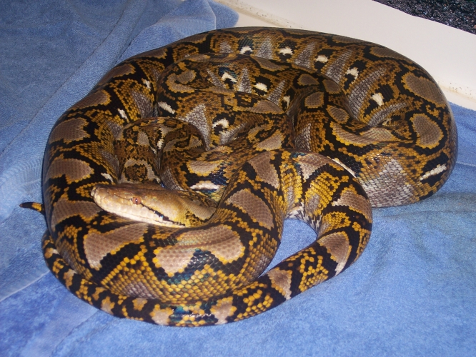11' male Yellow-head Retic (2)