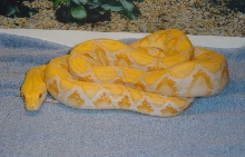6' female Lavendar-phase Albino Retic