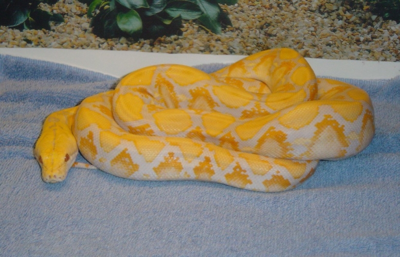 6' female Lavendar-phase Albino Retic