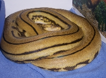 11' male Super Tiger Retic