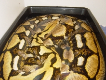 17' female Tiger Retic (2)