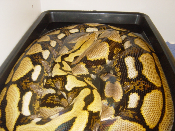 17' female Tiger Retic (2)