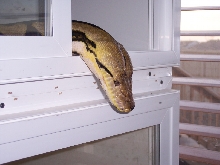 17' female Tiger Retic