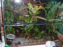 D auratus