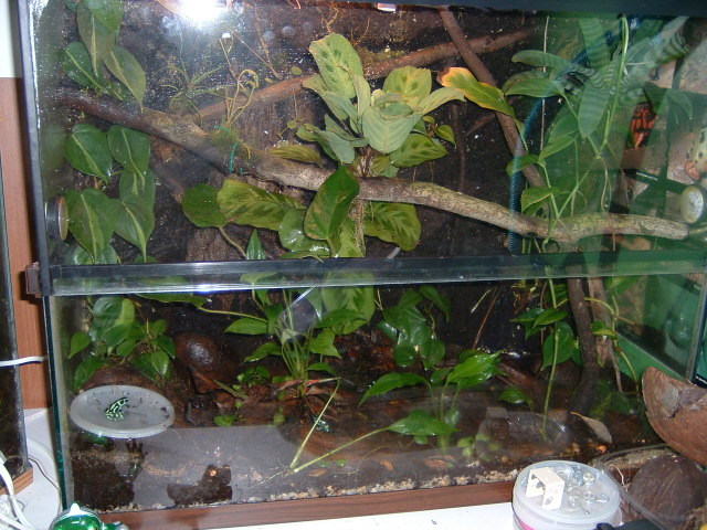 D auratus
