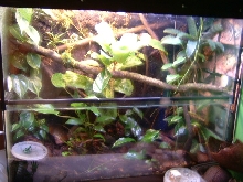 D auratus terrarium