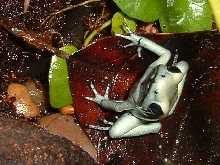 terribilis