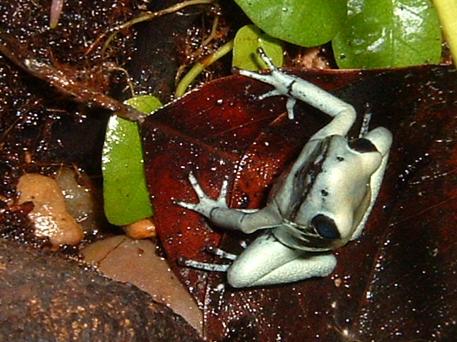 terribilis