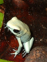 terribilis