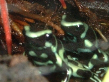 D auratus