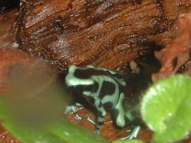 D auratus