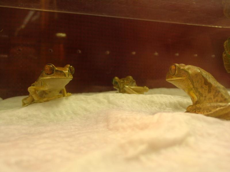Unknown Frog