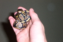 baby ball python