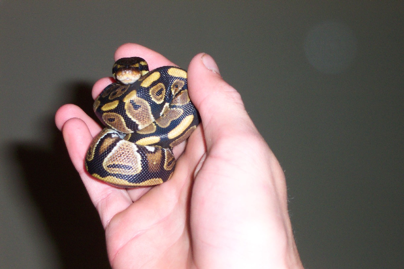 baby ball python